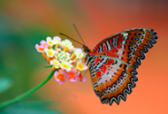 Beautiful colourful butterfly on a flower